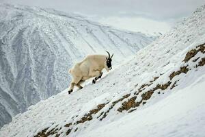 AI generated Mountain Goat Running up on Slope photo