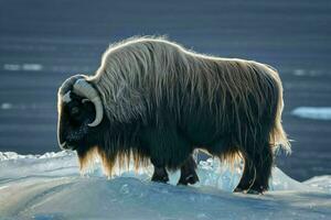 AI generated Yak Standing in Snow photo