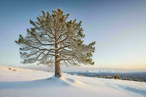 ai generado solitario pino árbol en Nevado campo con claro cielo foto