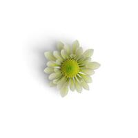 Chrysanthemum Flower Leaves of Bloom Exploring the World of Floral Leaves isolated on white background photo