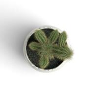 cactus parte superior ver planta isolted en blanco antecedentes alto calidad imagen foto