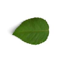 Red Rose Leaf green a single leaf on white background photo