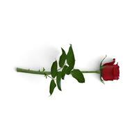 Red Rose flower rotated from right isolated on white background photo