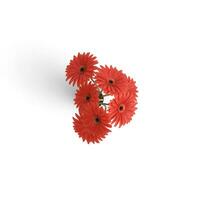 gerbera ramo de flores rojo flor poder fascinante floral muestra aislado en blanco antecedentes foto