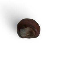 Chesnut single food item on white background photo from side view