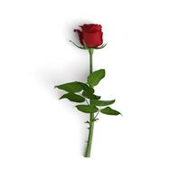 rojo Rosa flor aislado en blanco antecedentes reutilizable foto