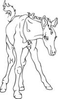 A small horse in full height. Front view of the foal. For printing logos, emblems of veterinary hospitals, horse breeding. For printing books, coloring books, etc. Linear contour drawing. vector