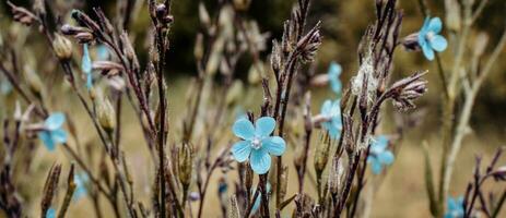Blue flax blossom field flowers photo. Small blue bloom flowers on meadow photography. photo