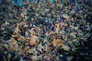 Close up violet meadow wildflowers concept photo. Countryside at autumn season. Beautiful blossom morning. photo