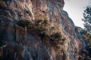 A tree grows among rock formations photo. Natural park of Sant Miquel del Fai photo. Beautiful mountain view photo