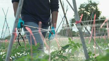 un joven jardinero pulverización orgánico pesticidas en tomate plantas en un exterior. video