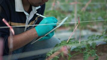 jovem agricultor usando digital tábua Verifica em tomate plantas dentro uma ar livre. video