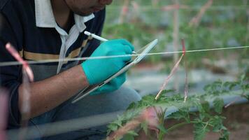 Jeune agriculteur en utilisant numérique tablette vérifier sur tomate les plantes dans une Extérieur. video