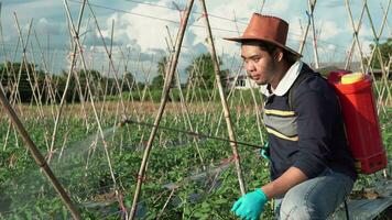 A young gardener spraying organic pesticides on tomato plants in a outdoor. video