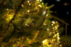 green fir tree branches with led lights photo