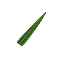 Pandan Leaf Illustration png