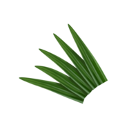 pandan foglia illustrazione png