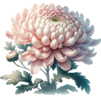 AI generated Watercolor Chrysanthemum flower png transparent background, Generative AI free PNG