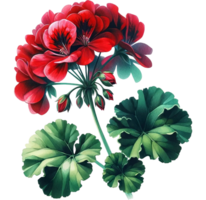AI generated Watercolor Geranium flower png transparent background, Generative AI free PNG