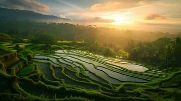 AI generated Rice terraces in Bali, Indonesia. Rice fields at sunset photo