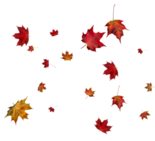 digital papel con otoño arce hojas. png