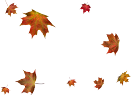 numérique papier avec l'automne érable feuilles. png