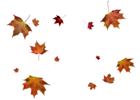 Digital Papier mit Herbst Ahorn Blätter. png