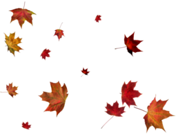 Digital Papier mit Herbst Ahorn Blätter. png