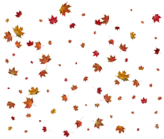 Texture with autumn maple leaves. png