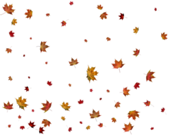 Texture with autumn maple leaves. png