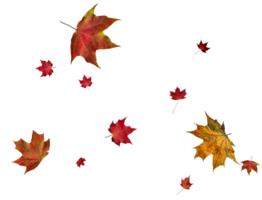 digitaal papier met herfst esdoorn- bladeren. png