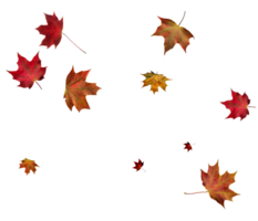 digitaal papier met herfst esdoorn- bladeren. png