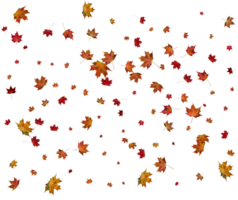 Texture with autumn maple leaves. png