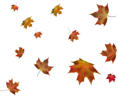 Digital paper with autumn maple leaves. png