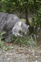 Gray adult domestic cat eating grass in nature photo