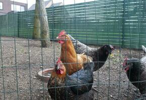 multi-colored chickens are waiting for feeding behind the fence, egg-laying hen photo