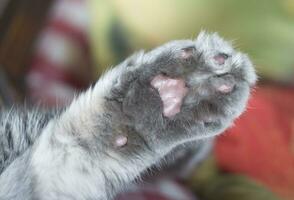 Fluffy gray cat paw with soft dark dewy pads, turned up and a sleeping cat, One of the cat's front paws, macro close-up photo