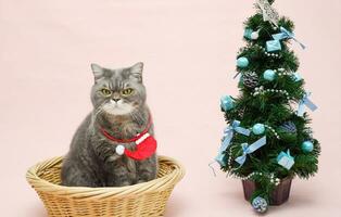 gray sad british cat in a santa costume sits in a basket near the christmas tree photo