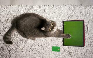 mascota jugando juego en tableta con verde pantalla, gato sentado en mesa siguiente un tableta foto