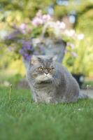 beautiful gray British cat sits on a green lawn and looks with a smart look photo