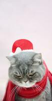 gray sad British cat in a Santa suit sits with his head down,celebrates Christmas alone at home, space for text, peach photo