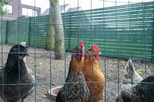multi-colored chickens are waiting for feeding behind the fence, egg-laying hen photo