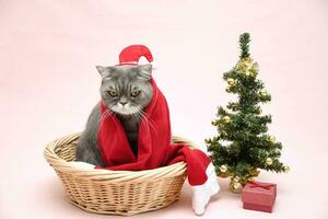gray sad british cat in a santa costume sits in a basket near the christmas tree photo