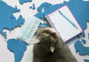 travel concept during a pandemic with animals, a cat on the blue cork map of world and a mask as personal protective equipment, flat lay on a neutral background with a copybook for a wish list photo