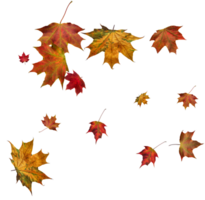 digitale carta con autunno acero le foglie. png