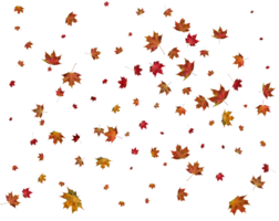 Texture with autumn maple leaves. png