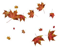 Digital Papier mit Herbst Ahorn Blätter. png