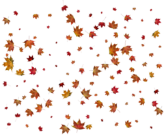 Texture with autumn maple leaves. png