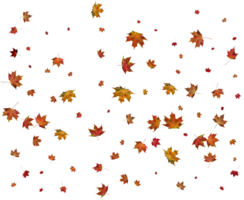 Texture with autumn maple leaves. png