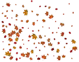 Texture with autumn maple leaves. png